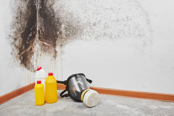 Best Mold Testing  in Quitman, TX