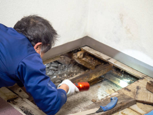 Best Local Mold Removal Service  in Quitman, TX