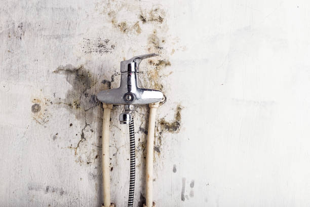 Best Best Mold Removal Companies  in Quitman, TX