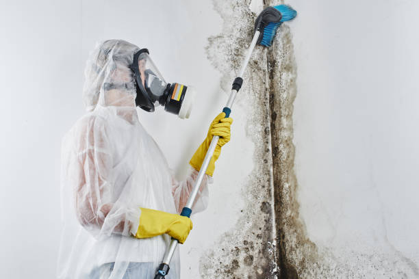 Best Attic Mold Removal  in Quitman, TX