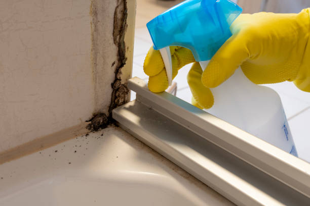Best Mold Damage Repair  in Quitman, TX