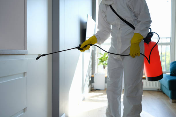 Mold Removal and Inspection in Quitman, TX
