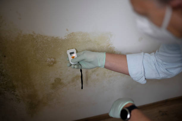 Best Emergency Mold Removal  in Quitman, TX