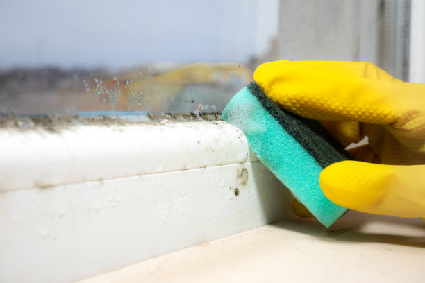 Best Mold Damage Repair  in Quitman, TX