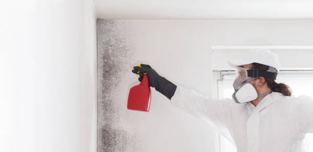 Best Mold Testing  in Quitman, TX