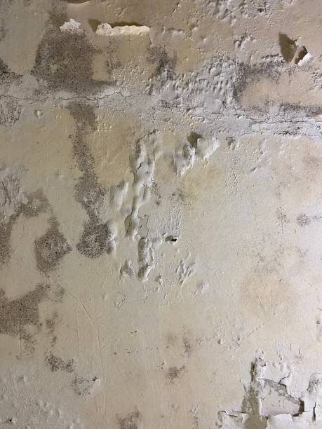 Best Best Mold Removal Companies  in Quitman, TX