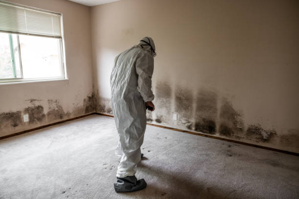 Best Mold Cleaning Services  in Quitman, TX