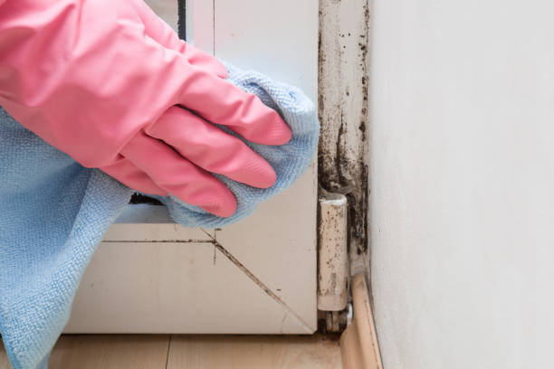 Best Same-Day Mold Removal  in Quitman, TX